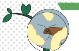 Hongos entomopat&oacute;genos: como aislarlos de suelos agr&iacute;colas