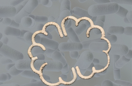 Los “bi&oacute;ticos” en nuestra vida