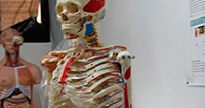 UG investiga sobre las estructuras humanas de car&aacute;cter mec&aacute;nico  