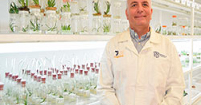 En la UG cultivan in vitro plantas de Agave de todo el territorio nacional para su propagaci&oacute;n, conservaci&oacute;n y mejora