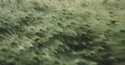 Frente fr&iacute;o n&uacute;mero 13 provoca fuertes r&aacute;fagas de viento y heladas en Guanajuato: meteor&oacute;logo de la UG