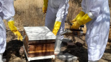 Ense&ntilde;an t&eacute;cnicas de manejo de colmenas y apiarios en la UG 