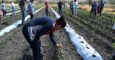 UG, en vinculaci&oacute;n con empresa, busca mejorar rendimientos en producci&oacute;n de chile de &aacute;rbol
