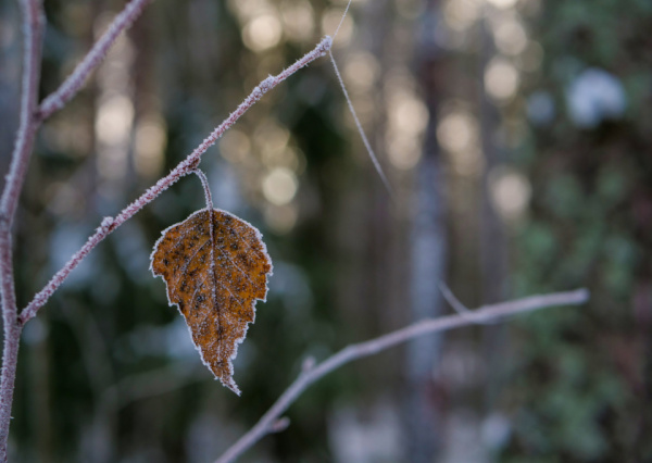 Se esperan heladas de hasta -5 &deg;C en la primera quincena de noviembre